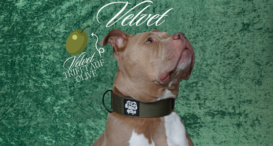 K9-Olive Velvet Halsband